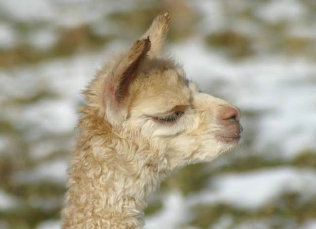 cria 148 alpaka.jpg