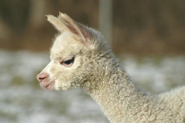 cria 182 alpaca.jpg