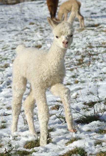 cria 182 alpaka-.jpg