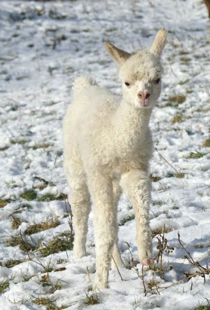 cria 182 alpaka.jpg