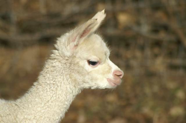 cria 182alpaka.jpg