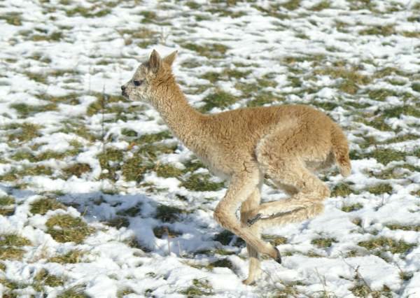 cria alpakki run.jpg