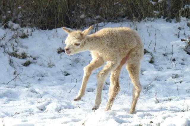 cria jump alpaca.jpg