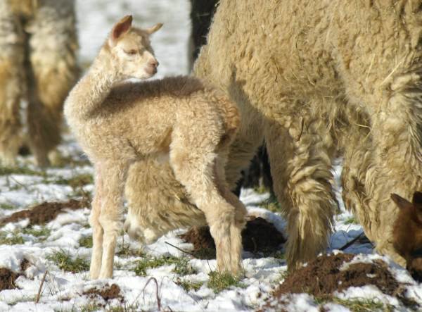 cria mum alpaka.jpg