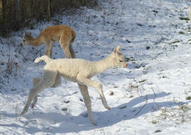 cria run alpacas.jpg