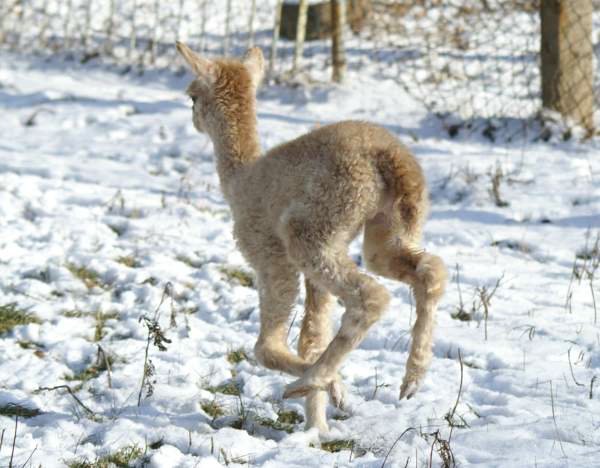 cria run alpaka-..jpg