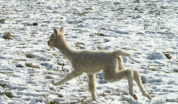 cria run alpaka-fast-.jpg