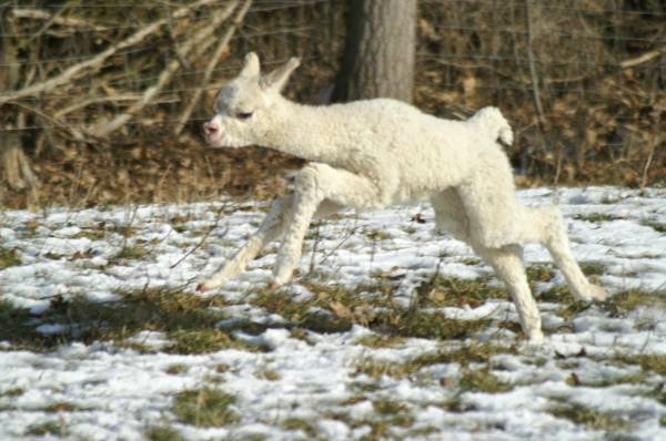 cria run alpaka-lfast---al.jpg