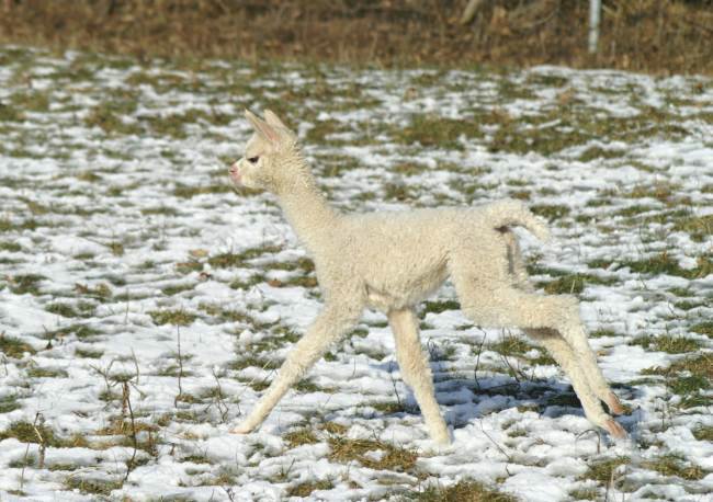 runner cria alpaca ws 3.jpg