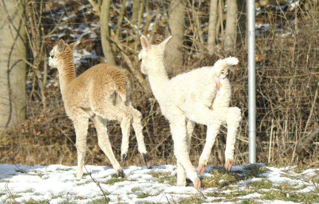 runner cria alpacas.jpg