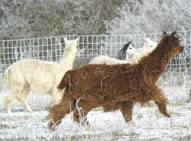 suri alpaca 116.jpg