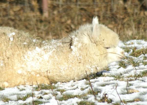 tired alpaca.jpg