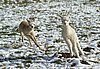 2 run cria alpacas.jpg