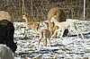 3 cria alpacas snow-.jpg