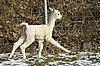 alpaca runner alpaca.jpg