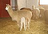 alpaka twins alpaca.jpg