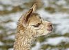 cria 148 alpaka.jpg