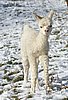 cria 182 alpaka.jpg