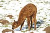 cria alpaca 131 snow.jpg