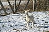 cria alpaka-schnee.jpg