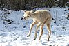 cria jump alpaca.jpg