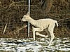 cria run alpaka-11.jpg