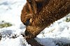 female cria earth -.jpg