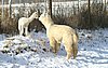 kiss alpacas 4.jpg