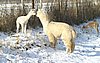 kiss alpacas 5.jpg