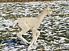 runner cria alpaca ws.jpg