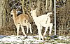 runner cria alpacas.jpg