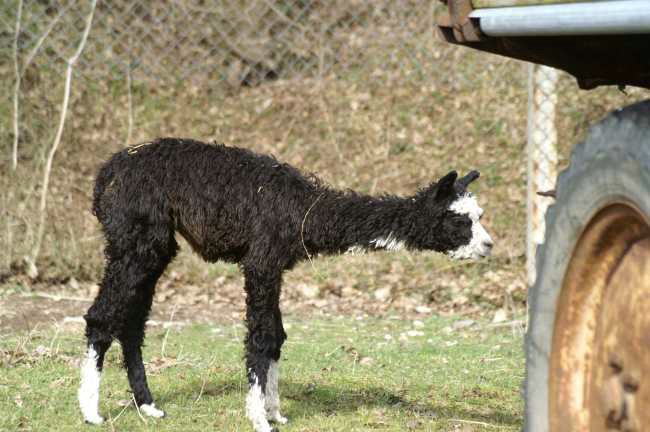 air pressure ok alpaca.jpg