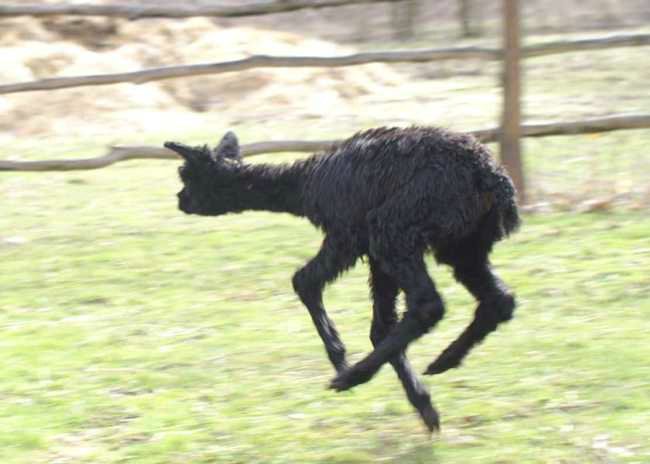 alpaca fly cria -.jpg