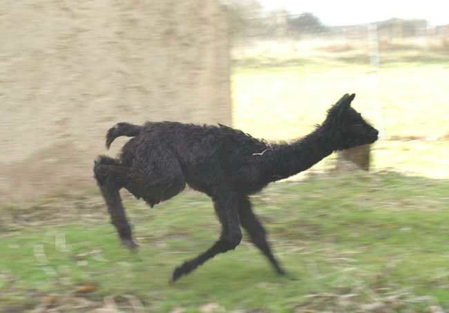 alpaca fly cria -1.jpg