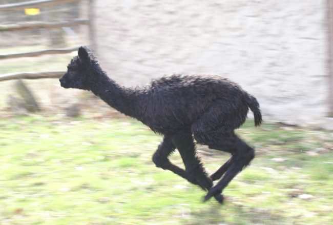 alpaca fly cria.jpg