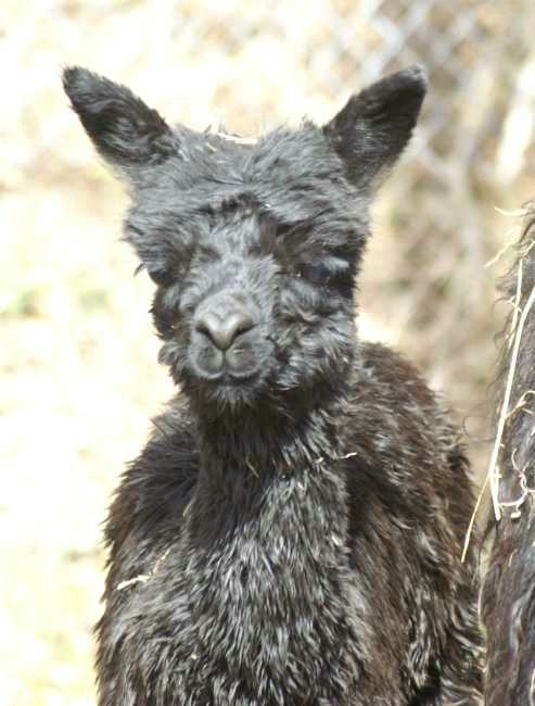 apaka-suri--blk-port-female.jpg