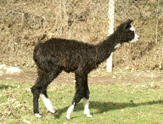 black suri cria alpacki.jpg