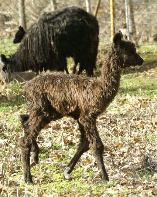 bronze cria alpaca.jpg