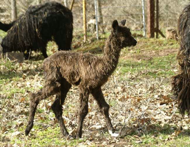 bronze cria alpacka.jpg