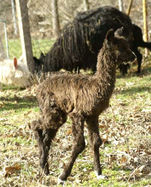 bronze cria alpaka.jpg