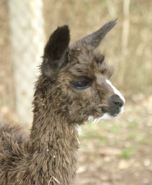 bronze port alpaca.jpg