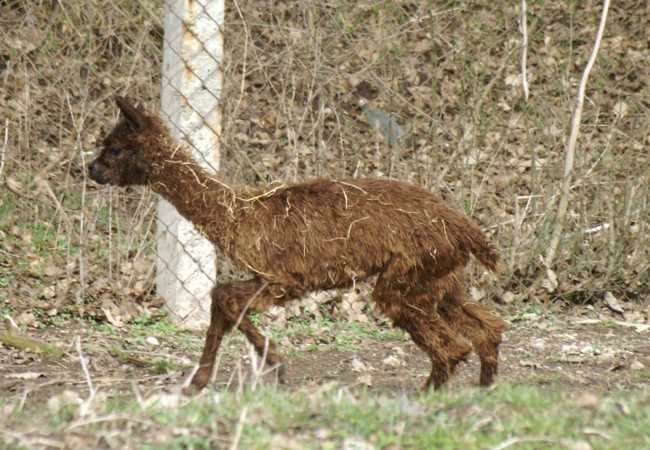 copper alpaca.jpg