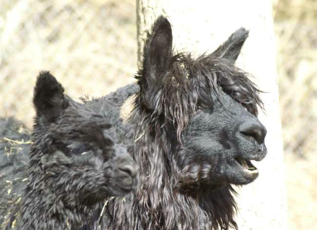cria blk suri female alpacas.jpg