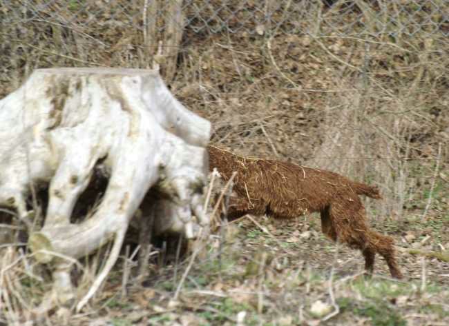 run cria no head.jpg