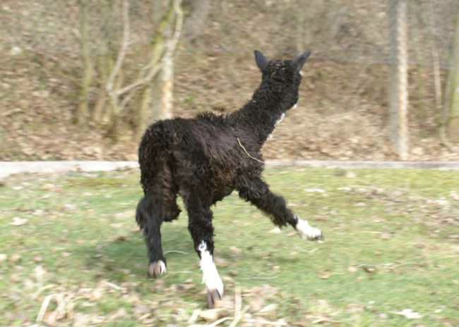 run cria-alpaca.jpg