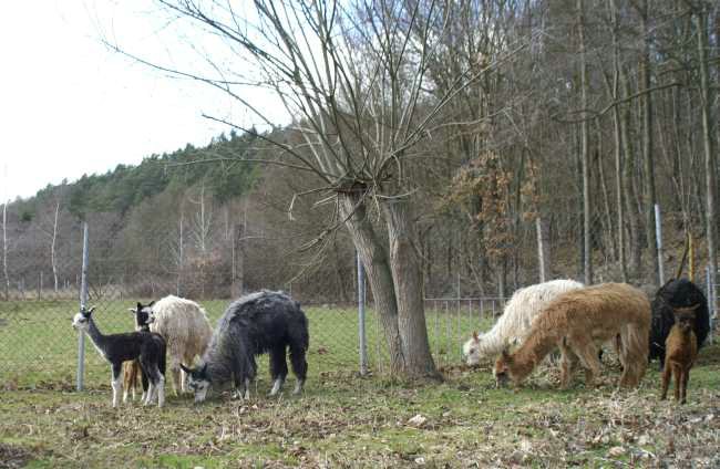 suris alpacas.jpg