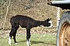 air pressure ok alpaca.jpg