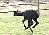 alpaca fly cria -.jpg