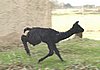 alpaca fly cria -1.jpg