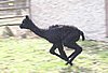 alpaca fly cria.jpg